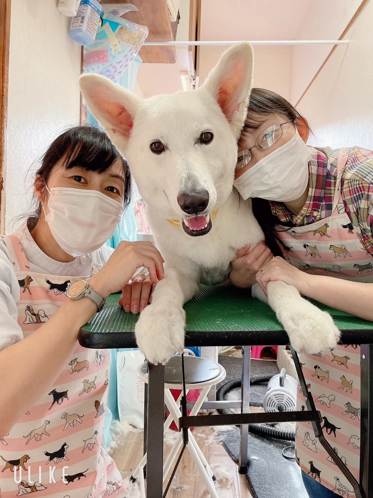 BUDDyの温かいトリミング・シャンプー風景