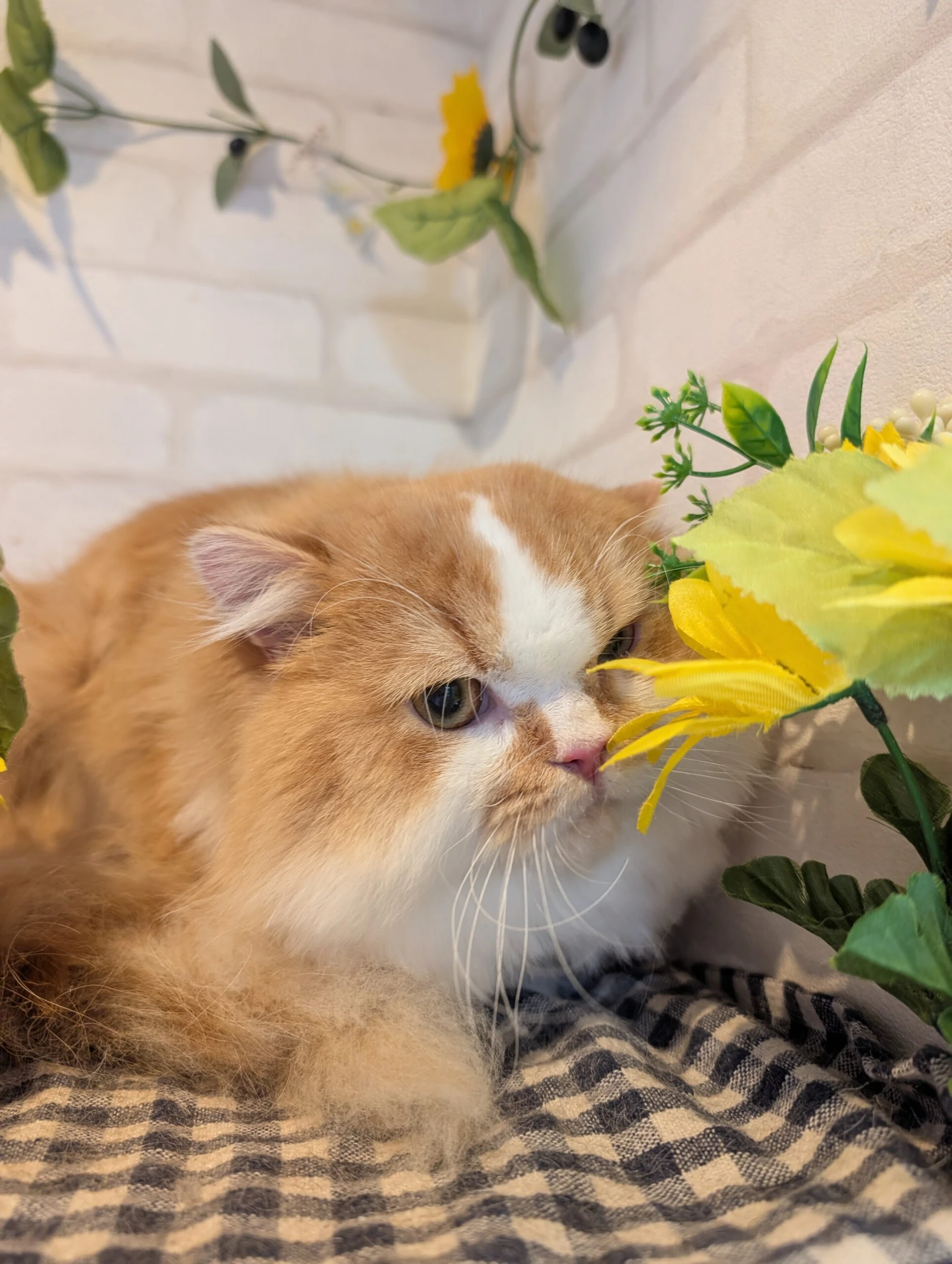 猫専用トリミング室での落ち着いたケア風景